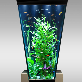 Petit aquarium