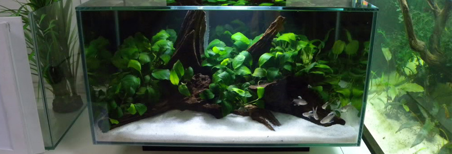 Aquarium nano fluvial